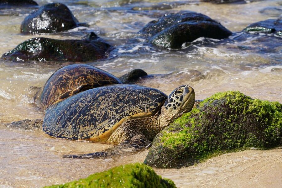 Oahu: North Shore Waterfall Swim - From Waikiki to the North Shore, why this half-day works
