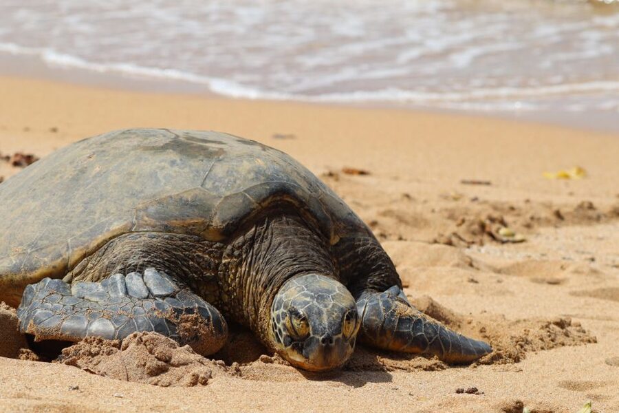 Oahu: Oahu Ultimate Grand Circle Island Tour - Why This One-Day Grand Circle Tour Fits the Way You Actually Travel