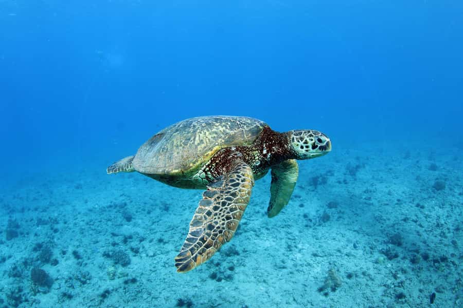 Oahu: Off road Stand-Up ATV and Sunset Snorkel Cruise - Guided snorkeling: gear included and reef time planned
