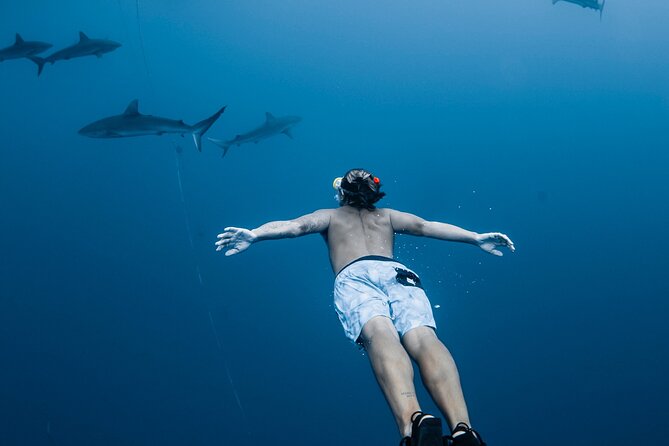 Oahu Open Water Shark Diving Experience - Key things I’d circle before you book
