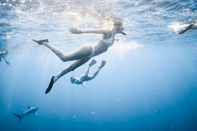 Oahu Open Water Shark Diving Experience - Cage-free shark snorkeling on Oahu, and what makes it work