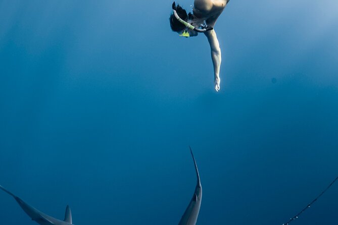 Oahu Open Water Shark Diving Experience - The sharks you’re likely to see, and the real point of the swim