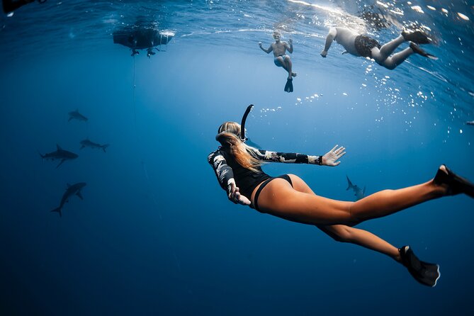 Oahu Open Water Shark Diving Experience - Underwater photography: how it works and how to get value