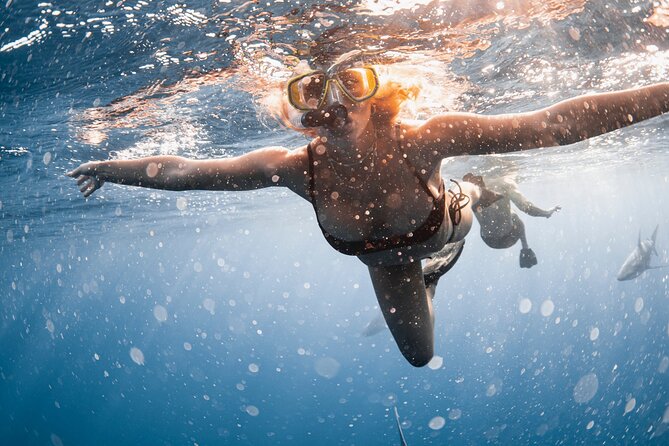 Oahu Open Water Shark Diving Experience - How much time you really need (and who will like it best)