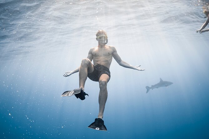 Oahu Open Water Shark Diving Experience - Price on Oahu: is $150 worth it?