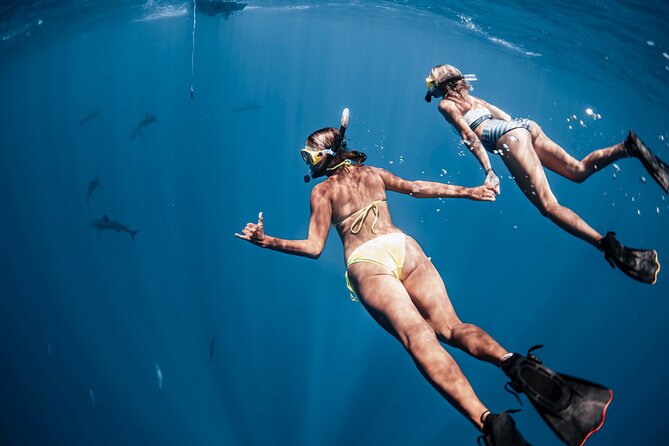 Oahu Open Water Shark Diving Experience - Best timing and ocean conditions: your biggest lever