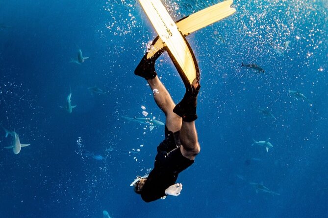 Oahu Open Water Shark Diving Experience - What the in-water experience feels like (and why people keep mentioning safety)