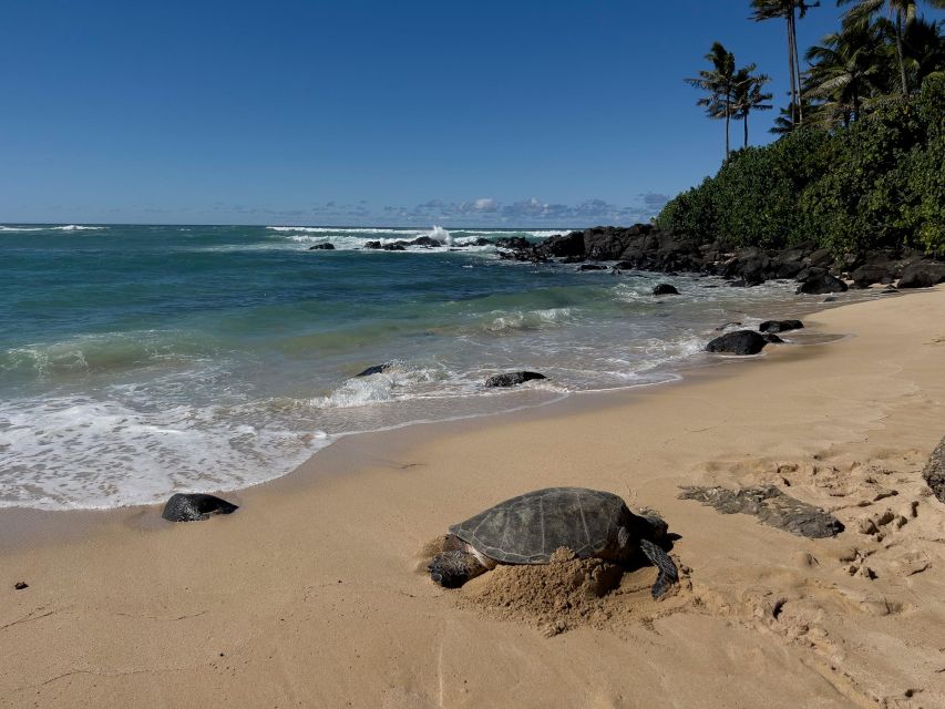 Oahu: Private Best of Oahu Sightseeing Tour - A private Best of Oahu day feels built around your pace