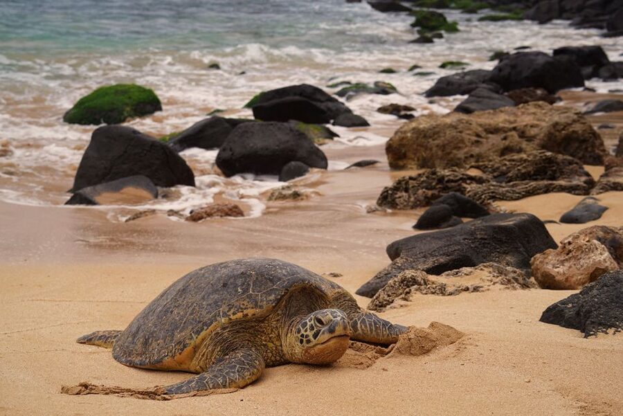 Oahu: Private Best of Oahu Sightseeing Tour - How many stops you’ll likely hit, and why that matters