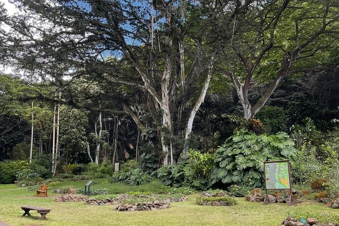 Oahu Private Tour North Shore, Waimea Falls and Dole Plantation - Waimea Falls: walk to the falls, then decide on the swim