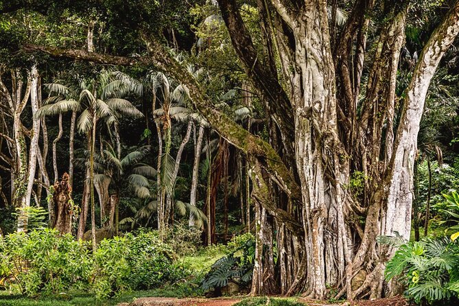 Oahu Private Tour North Shore, Waimea Falls and Dole Plantation - Haleiwa: surf town browsing and the food you will remember