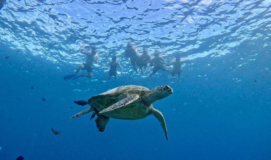Oahu: Private Turtle Snorkeling with Customizable Itinerary - Who should book this, and who should skip it