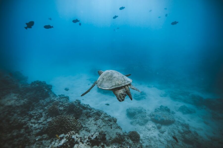 Oahu: Private Turtle Snorkeling with Customizable Itinerary - The route in plain English: Kewalo Basin, Turtle Canyon, Diamond Head, Waikiki