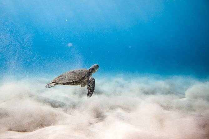 Oahu's Cheapest Circle Island Tour - Key things to know before you go