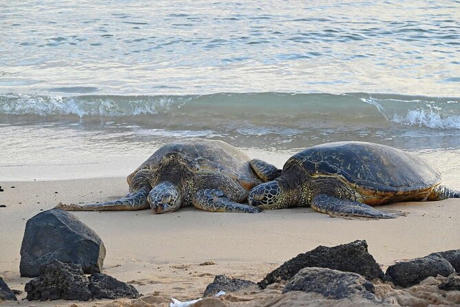 Oahu's Cheapest Circle Island Tour - A 9-Hour Loop From Waikiki: How the Day Actually Feels