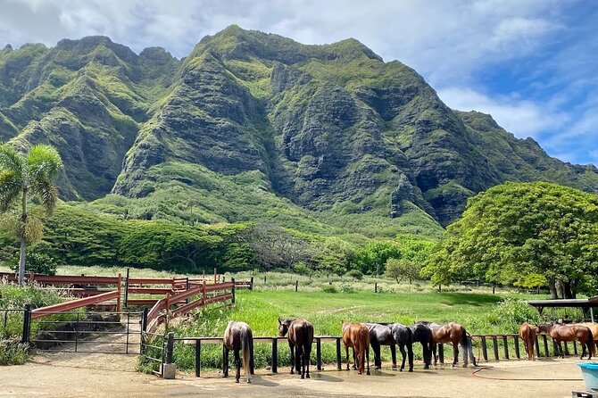 Oahu's Fun and Foodie Tour Groups of 5 or more Only! - Tropical Farms macadamia outlet: snack your way through Oahu’s icon