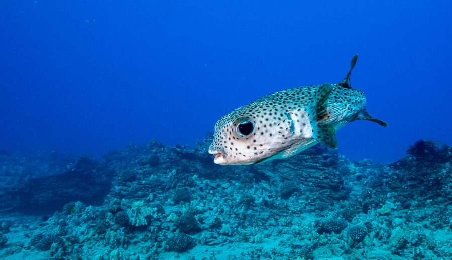 Oahu: Shallow Reef Scuba Dive for Certified Divers - Reef Time Near Ala Moana: What This 3-Hour Format Delivers