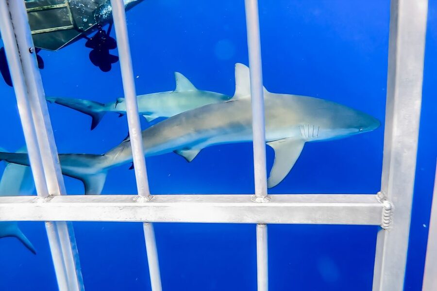 Oahu: Shark Cage Dive on the North Shore - When a choppy ocean changes your comfort level