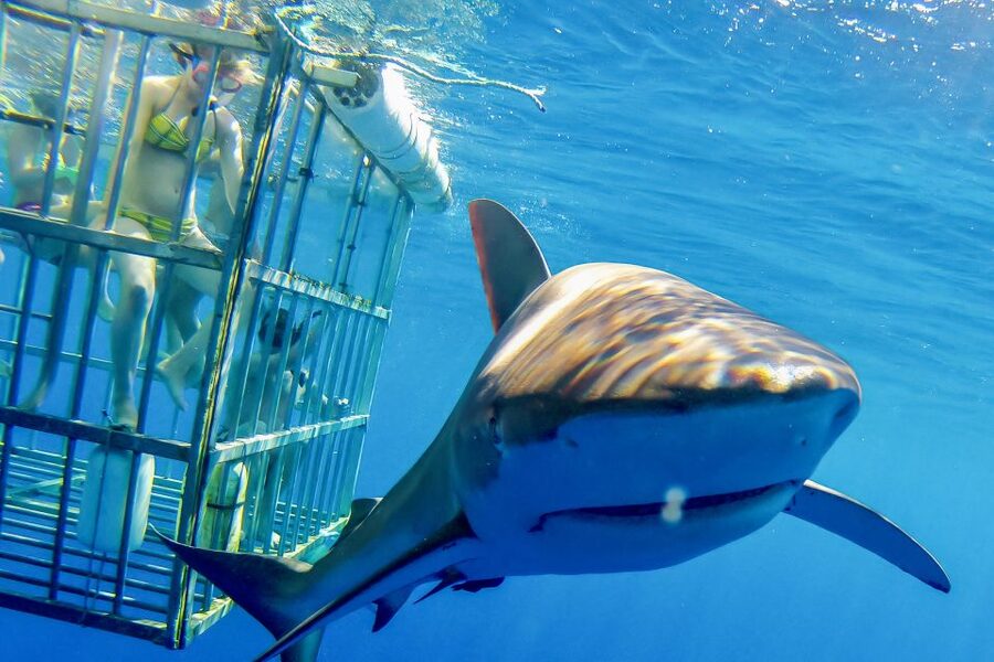 Oahu: Shark Cage Dive on the North Shore - Where you meet for the Haleiwa harbor start
