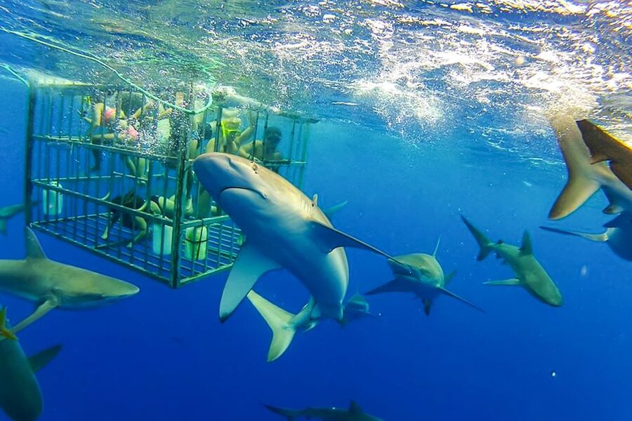 Oahu: Shark Cage Dive on the North Shore - The scenic boat ride out, and what you might see first