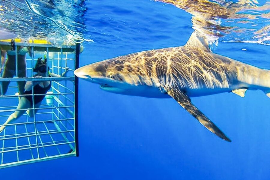 Oahu: Shark Cage Dive on the North Shore - What 20 minutes in the shark cage feels like