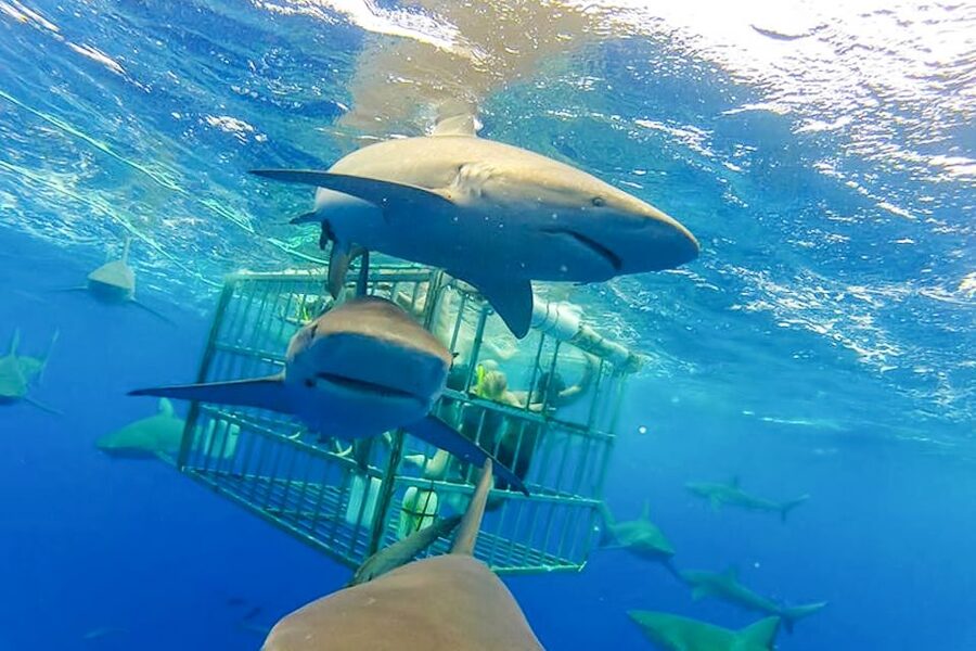 Oahu: Shark Cage Dive on the North Shore - The sharks you are most likely to spot, plus size expectations