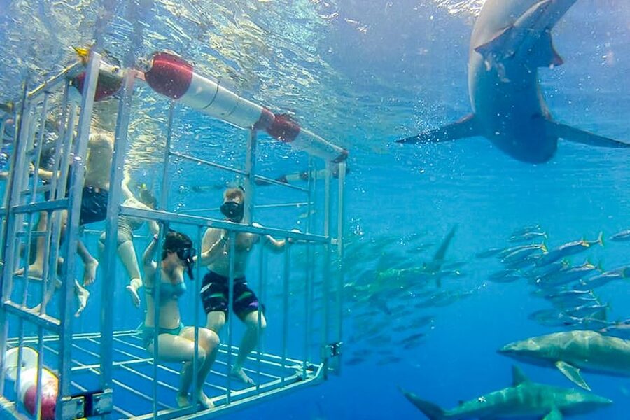 Oahu: Shark Cage Dive on the North Shore - Photos, waterproof gear, and the video add-on
