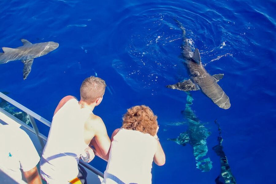 Oahu: Shark Cage Dive on the North Shore - Price and value: what you get for about $99