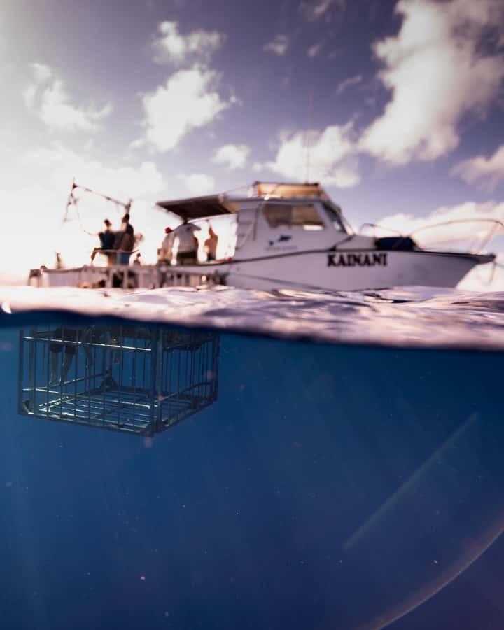 Oahu: Shark Cage Diving Experience - Key highlights worth the attention