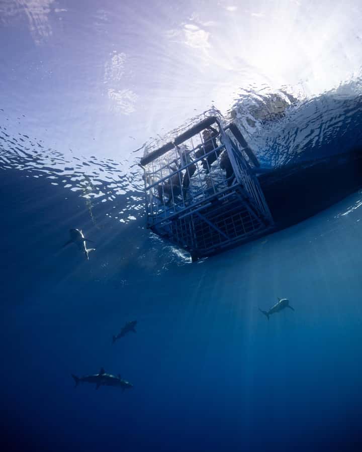 Oahu: Shark Cage Diving Experience - North Shore harbor to the floating cage, what actually happens