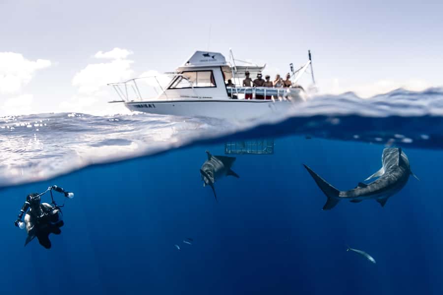 Oahu: Shark Cage Diving Experience - Snorkel from the surface, no scuba required