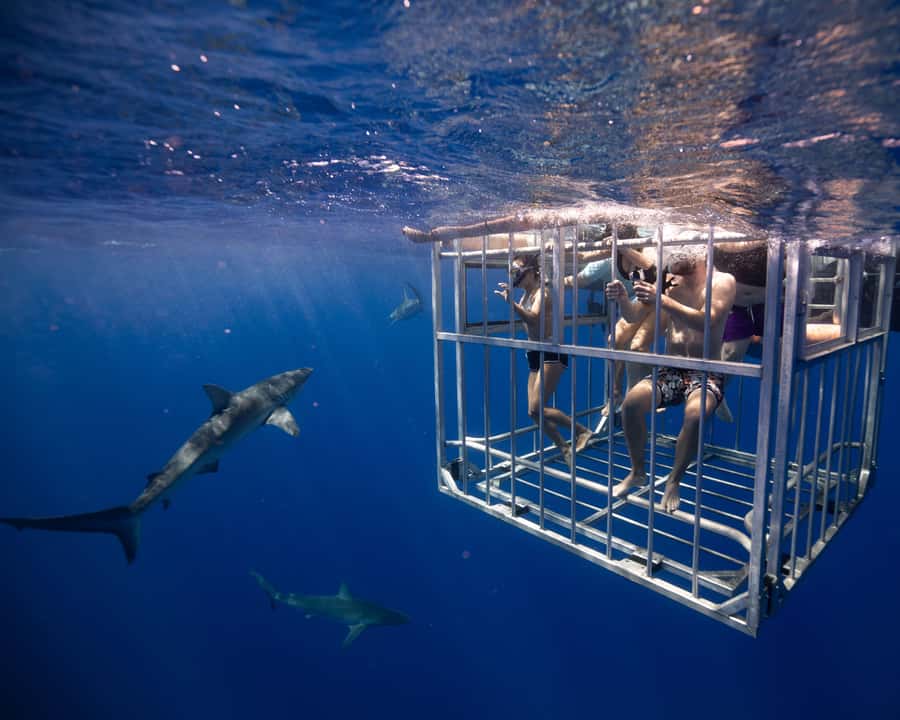 Oahu: Shark Cage Diving Experience - Conservation and shark research, turning your photos into action