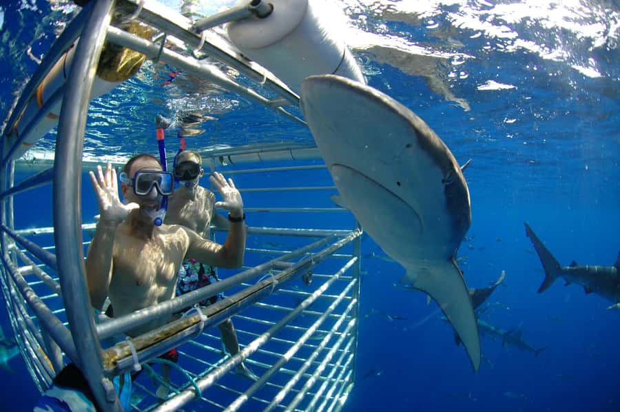 Oahu: Shark Cage Diving Experience - Timing, check-in, and the easy add-on in Haleiwa