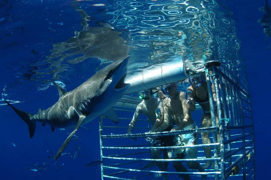 Oahu: Shark Cage Diving Experience - Price and value at about $97 for 2 hours offshore