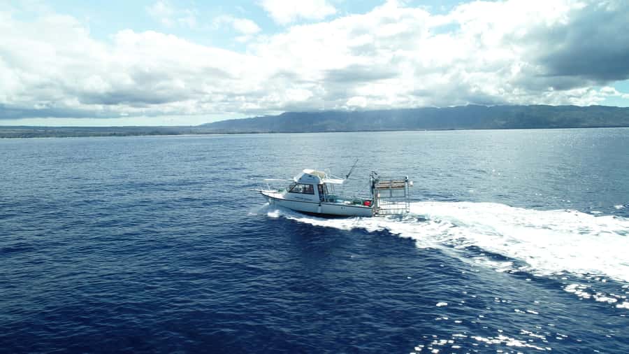 Oahu: Shark Cage Diving Experience - Galapagos and sandbar sharks, eye-level viewing from the plexiglass