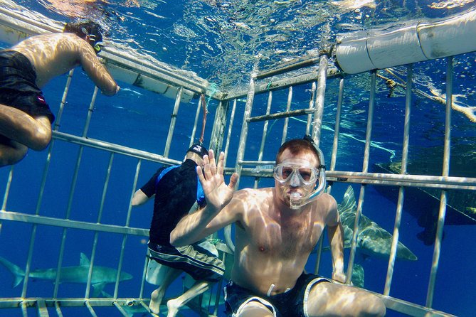Oahu Shark Dive - Shark Cage Viewing From Haleiwa’s North Shore