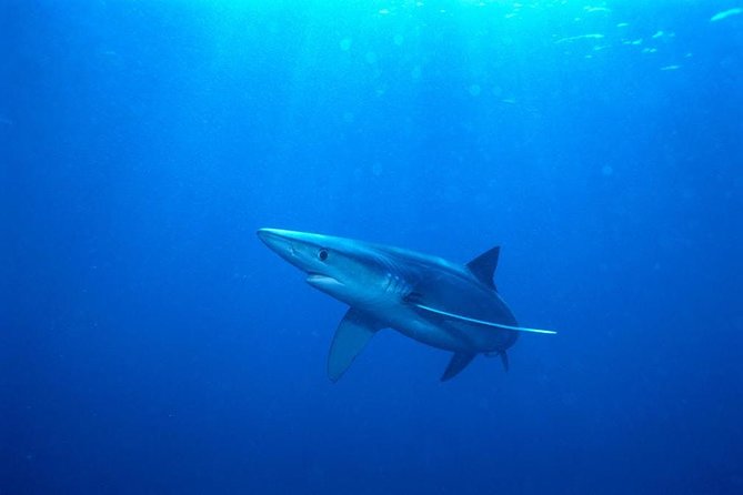 Oahu Shark Dive - Wildlife Bonuses on the Way Out and Back From Haleiwa