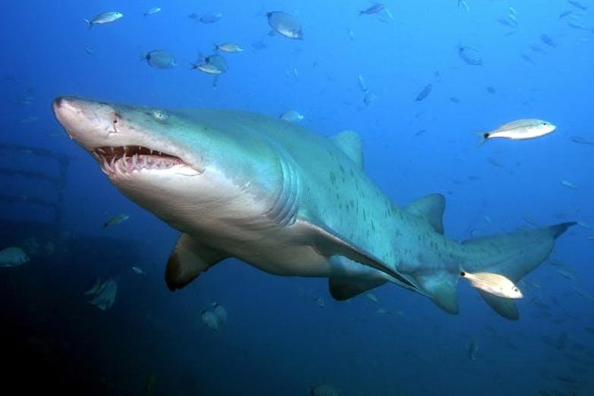 Oahu Shark Dive - Cage Entry vs Watching From Deck: Choose What Fits Your Comfort