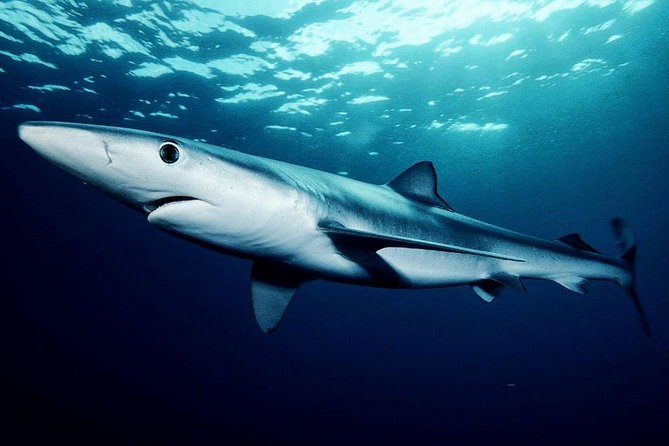 Oahu Shark Dive - Price and Value: What $99.48 Includes, and What Costs Extra