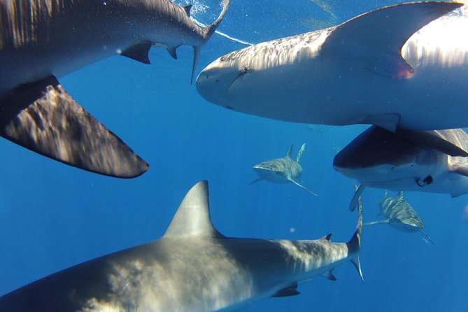 Oahu Shark Dive - Who This Oahu Shark Cage Tour Is Best For
