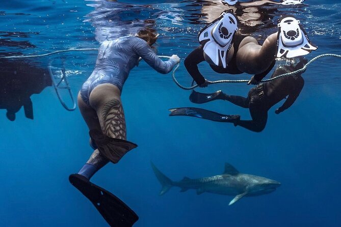Oahu Shark Dive Educational Tour (No cage) - Key things that make this shark swim worth it