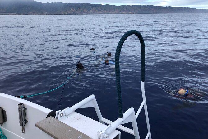 Oahu Shark Dive Educational Tour (No cage) - Snorkel gear, wetsuits, and what helps you feel comfortable