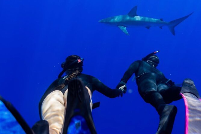 Oahu Shark Dive Educational Tour (No cage) - Wildlife possibilities beyond sharks