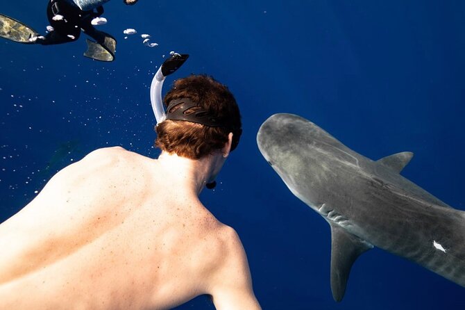 Oahu Shark Dive Educational Tour (No cage) - The North Shore route: Waialua Bay, Waimea Bay, and Puaʻena Point
