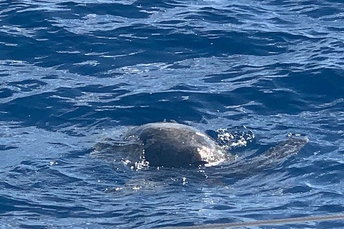 Oahu Small Group Snorkel Tour with Yacht Cruise - Should you book this Oahu yacht snorkel tour?