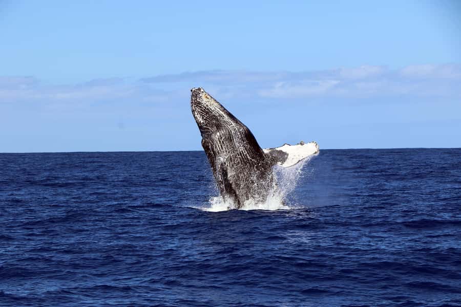 Oahu: Snorkeling & Dolphin Watch Cruise w/ Luau Style Buffet - Snorkeling with Turtles: How the Guided Water Time Works