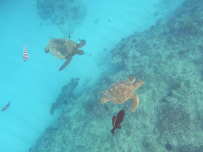 Oahu Snorkeling with Turtles, Water Scooter, Paddleboard - Key things that make this tour fun