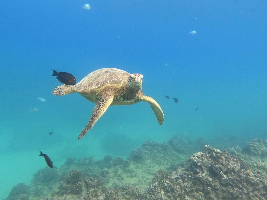 Oahu Snorkeling with Turtles, Water Scooter, Paddleboard - What the $120 price really covers, and where value can slip