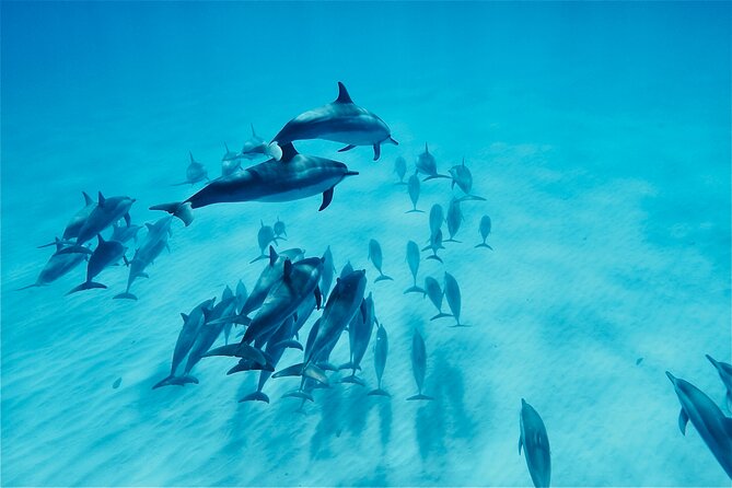 Oahu: Swim with Dolphins on the West Coast - Key Things I’d Bet On Before You Go
