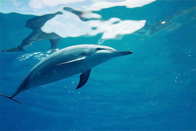 Oahu: Swim with Dolphins on the West Coast - Why the West Side of Oahu Makes This Dolphin Swim Different